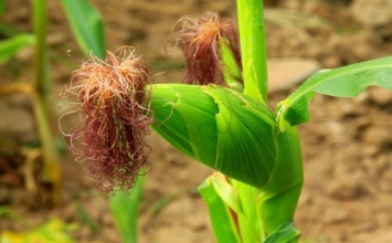 Thuốc giải độc từ cây ngô